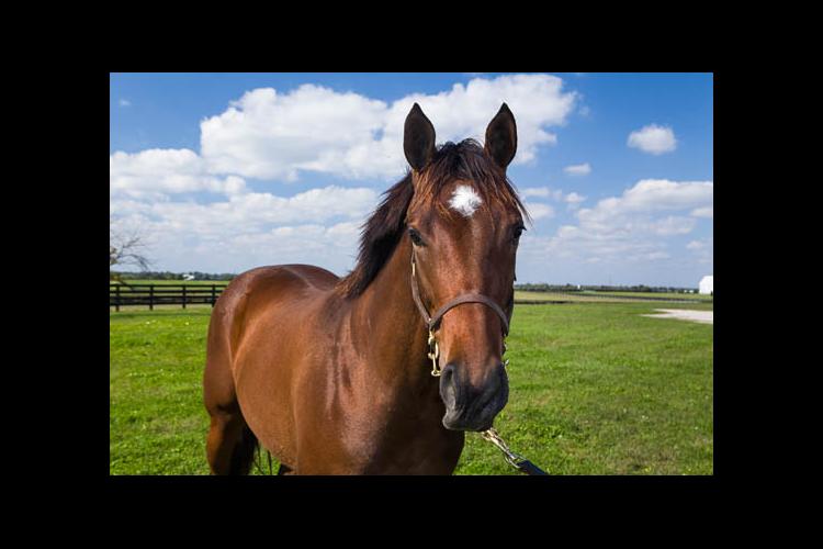 UK Equine Farm and Facilities Expo to be held June 2 | News
