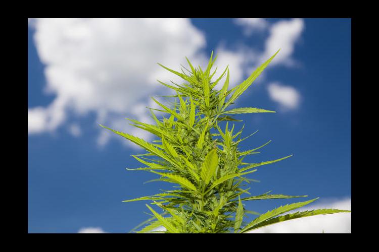 UK Hemp plant with blue sky and white clouds.