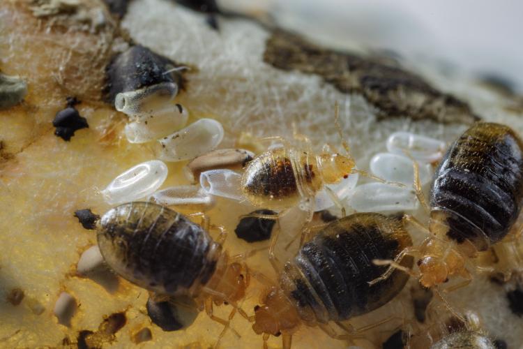 Unlike other pests, bed bugs only feed on their human hosts for a short time before moving away to hide nearby. UK entomologists have found this behavior is due to triglycerides on human skin that repel the bugs. Photo by Matt Barton,.