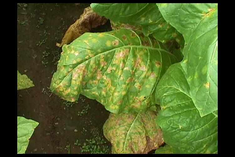 A leaf infected with blue mold