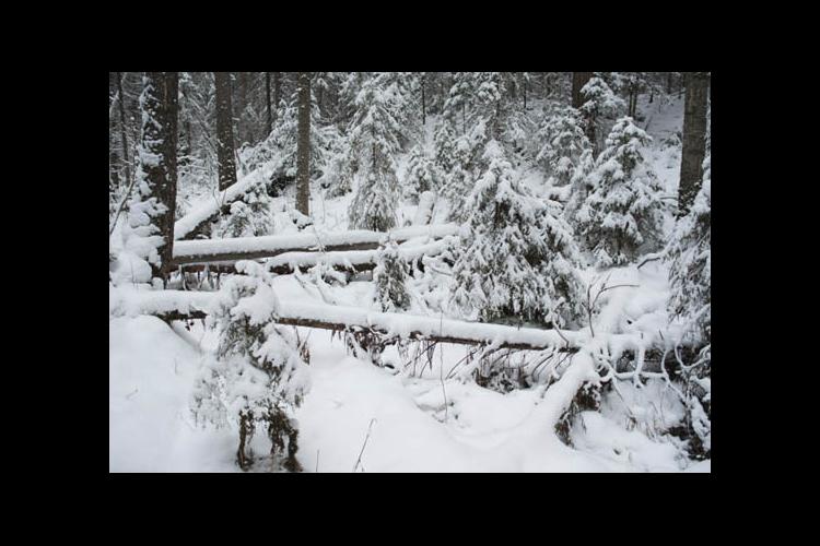 Winter-damaged timber
