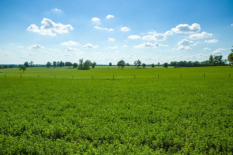 Field of alfalfa in Scott County. Photo by Matt Barton, UK agricultural communications.