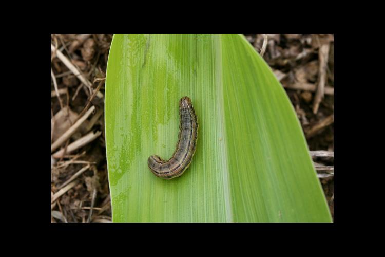 An armyworm on corn 