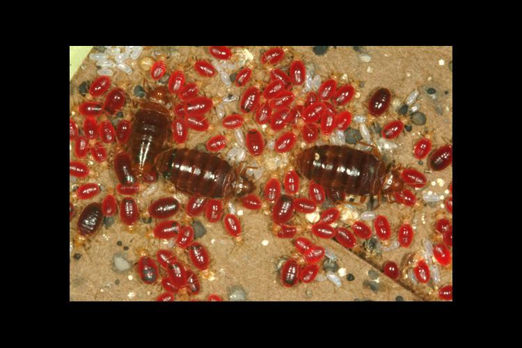 Adult bed bugs, young nymphs (and eggs) as they appear shortly after feeding. 