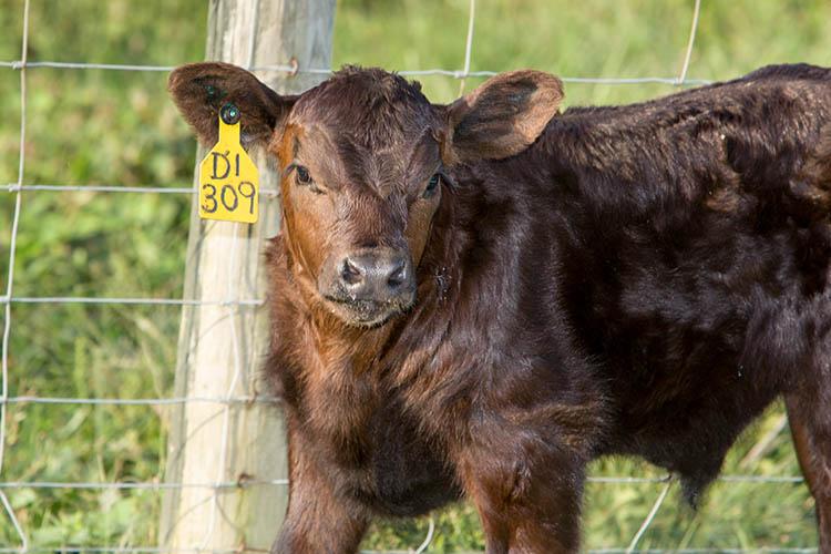 A beef cattle calf