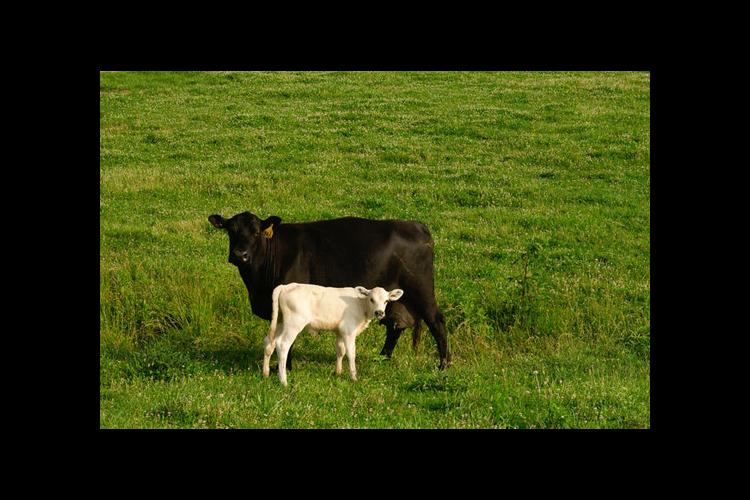 beef cow calf