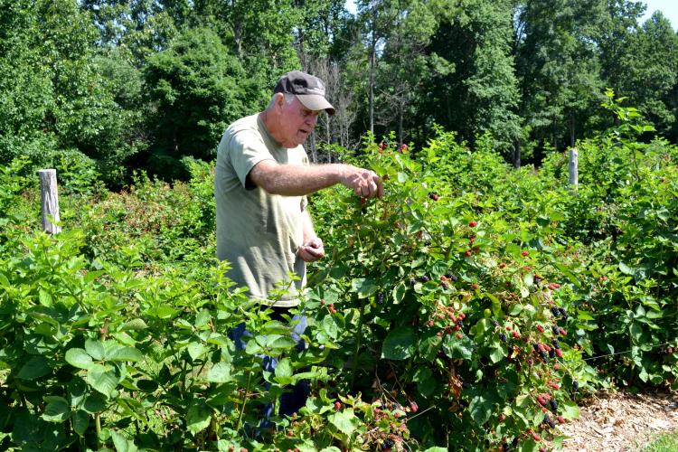 Bennie Winn picks blackberries on his Muhlenberg County farm. Photo by Katie Pratt, UK agricultural communications.