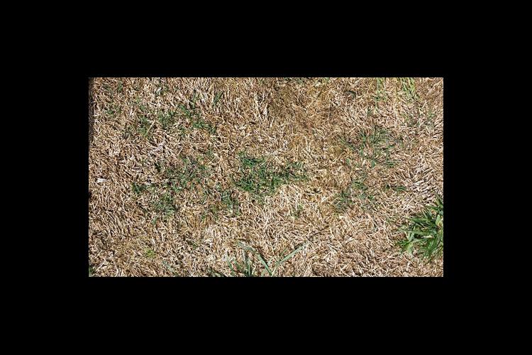 Thin bermudagrass can recover if there is at least one live plant per square foot. 