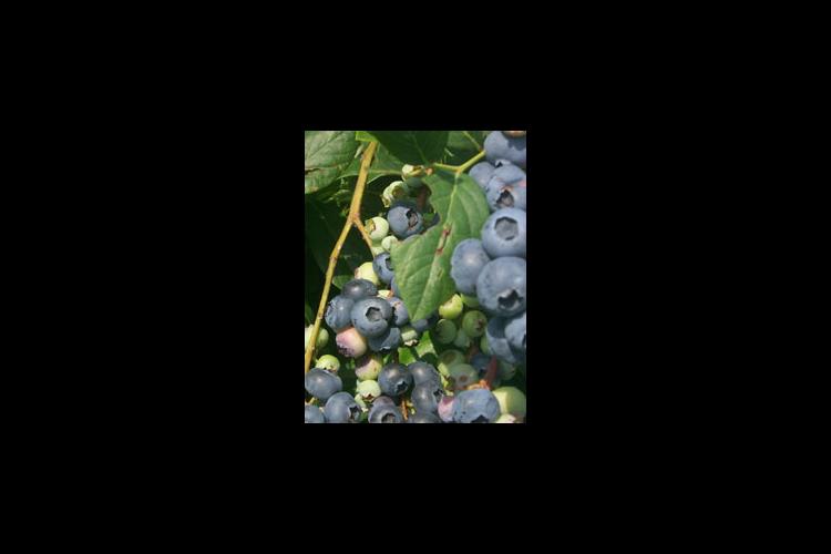 Locally grown highbush blueberries and blackberries are available across the state offering consumers a tasty and healthy treat. Interest in producing small fruits is growing in the state.