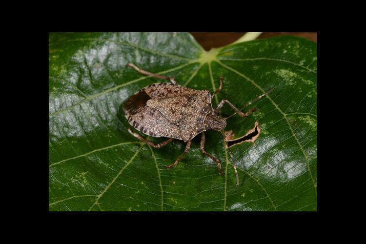 Stink bugs entering Kentucky homes News