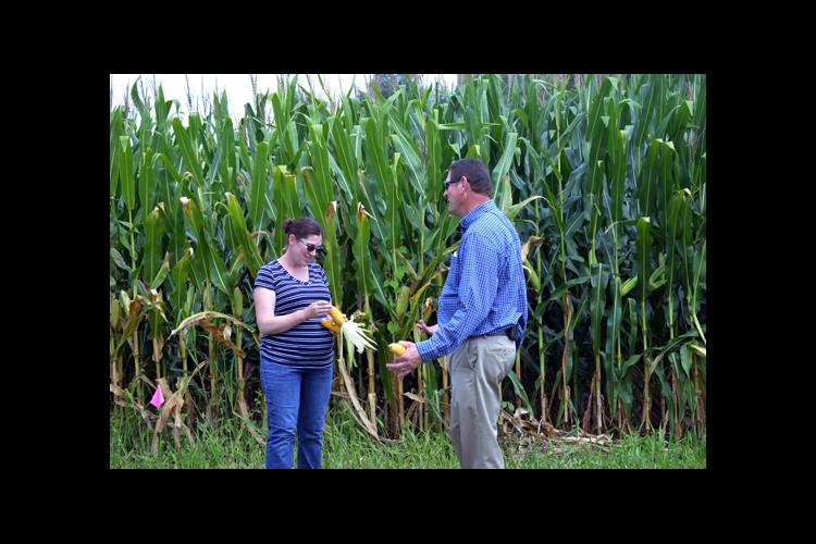 Carrie Knott, right, and Darrell Simpson, inspect corn in one of their Muhlenberg County research plots.