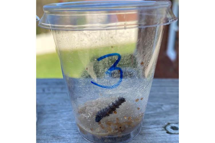 A caterpillar in a jar. Photo by Cassandra Richardson