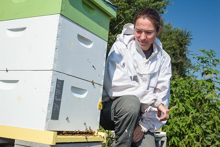 Clare Rittschof with her honey bee research hives at Spindletop Research Farm in Lexington. Photo by Steve Patton, UK agricultural communications.