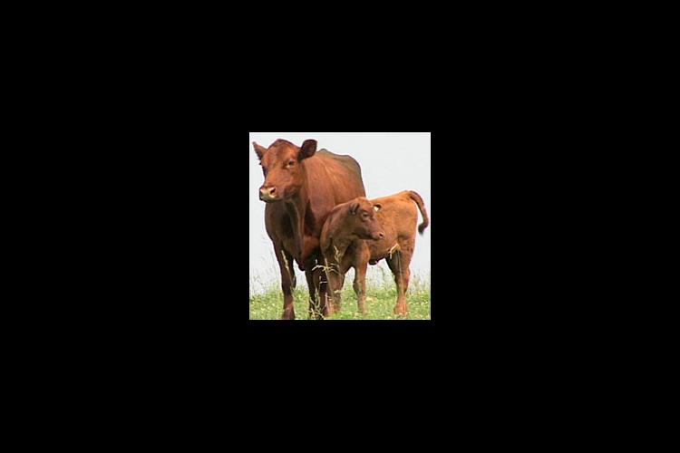 Summer will soon start to wind down, causing producers to think about weaning spring calves.