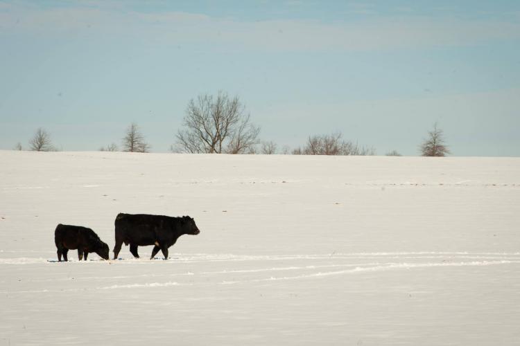 cow and calf in snow