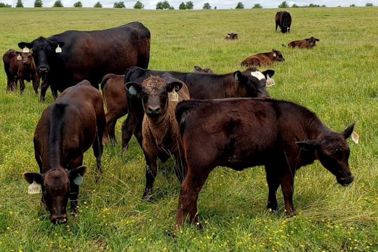 black cows, green grass, Kentucky, pasture, cows, cattle