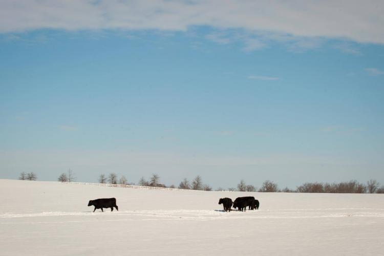 cows, snow, Kentucky