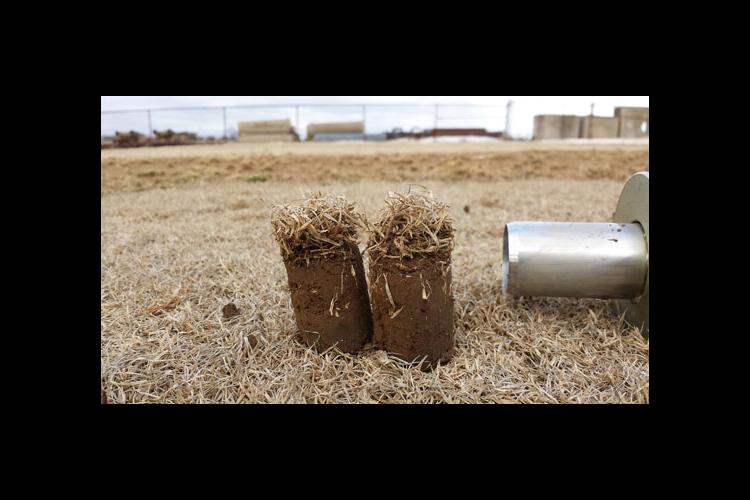Grass samples taken with a cup-cutter, a common tool used in the golf and turf industries.