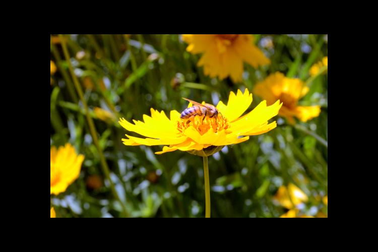A honey bee on a lanceleaf coreopsis at UK's Spindletop Research Farm. 