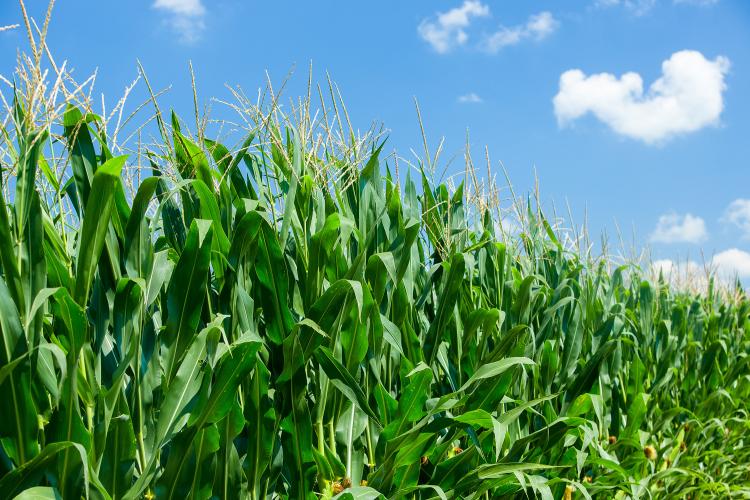 Corn field. Photo by Matt Barton, UK agricultural communications.