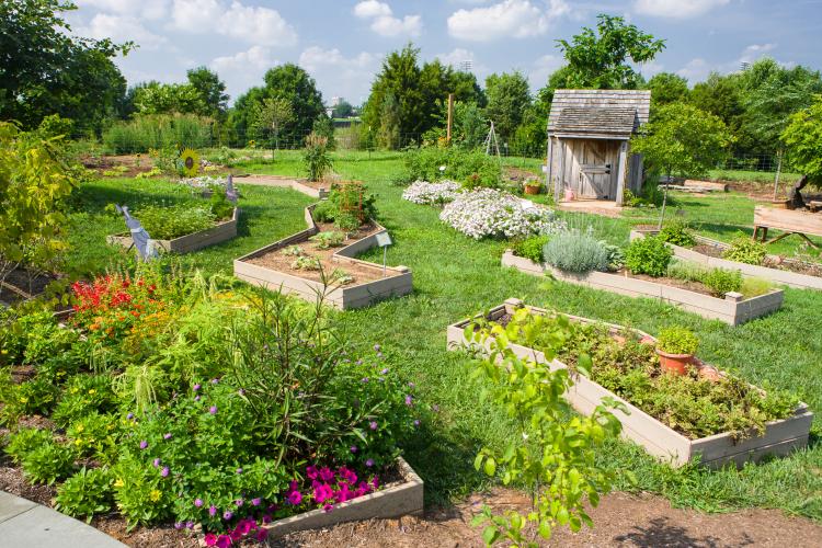 Raised beds gardens like these at The Arboretum's Kentucky Children Garden are ideal for beginning gardeners.  Photo by Matt Barton, UK agricultural communications.