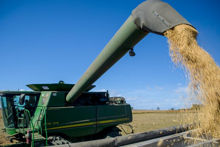 A combine harvesting soybeans. Photo by Matt Barton, UK agricultural communications.