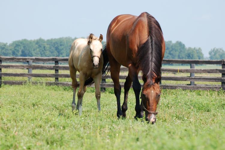 The UK field day will allow participants to visit a premier Central Kentucky horse farm and learn about pasture management. Photo courtesy of UK College of Agriculture, Food and Environment.