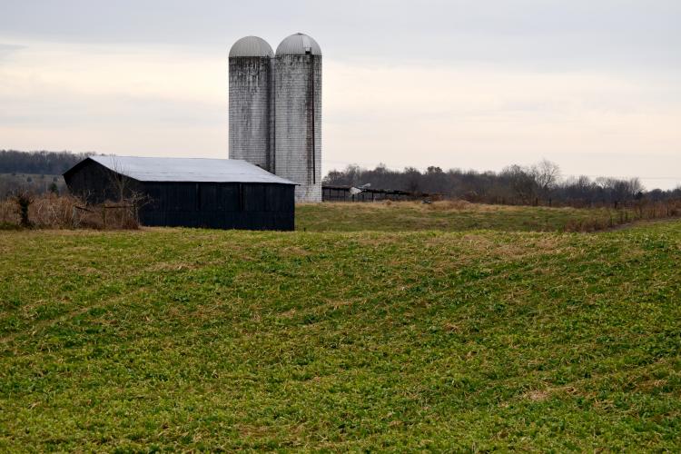 A barn in Central Kentucky with a field of cover crops.  Photo by Katie Pratt, UK agricultural communications.