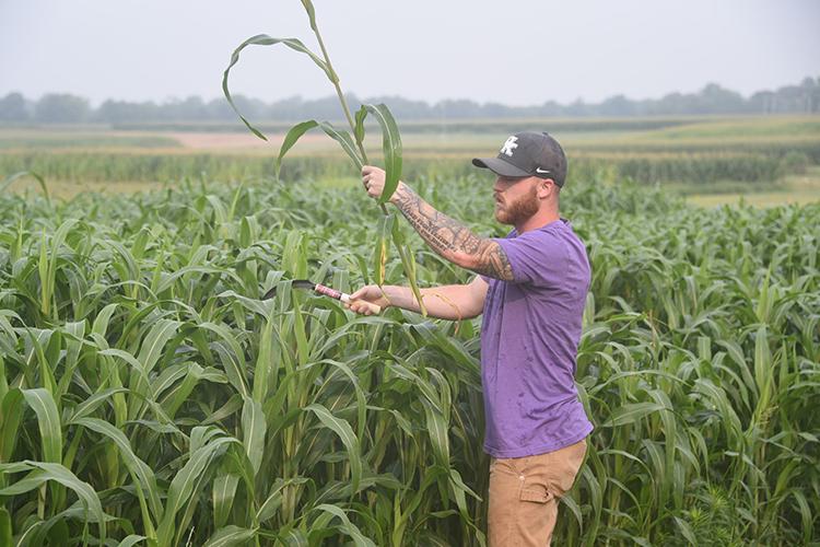 Brandon Dooley harvests sorghum-sudangrass for his research project. Photo by Jordyn Bush, UK graduate student. 