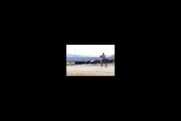 person on horse with cattle