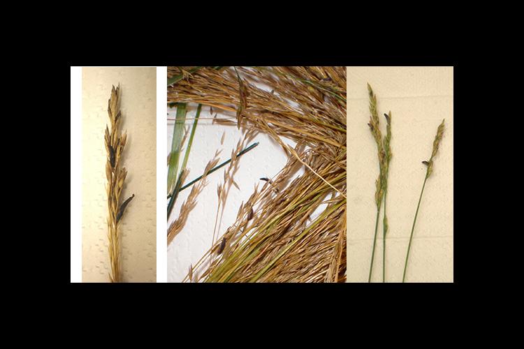 Ergot bodies resemble mouse droppings and form in the place of healthy seed of many cereal grains. 