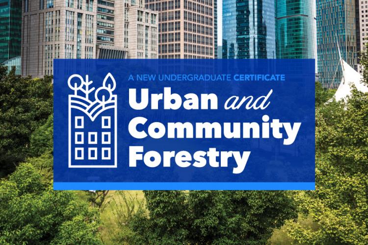 The Urban and Community Forestry Certificate allows students to critically examine the role of trees and greenspaces in the sustainability and health of the built environment. 