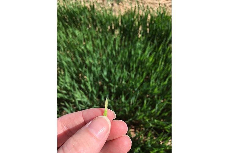 Wheat at Feekes 7 with signs of freeze damage including the white coloring, papery to the touch and easily broken. Photo by Carrie Knott, director of the UK Research and Education Center.