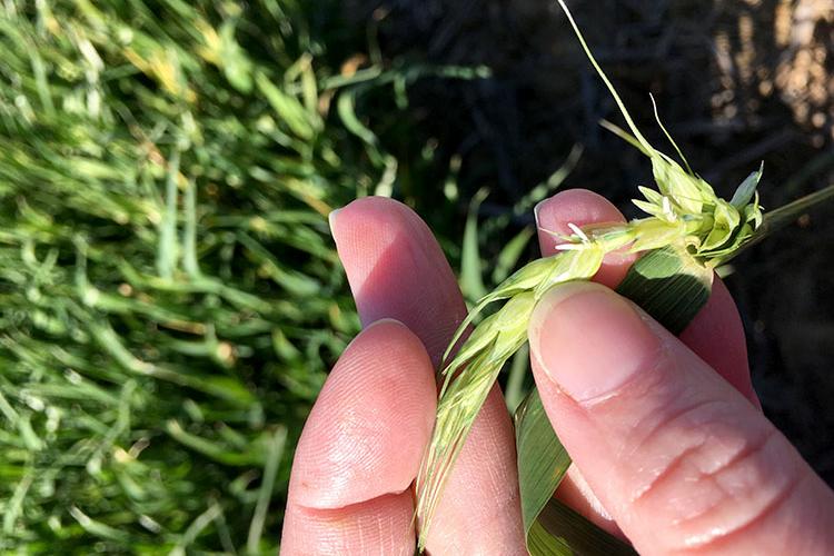 Wheat that has freeze damage will have white anthers that appear deflated and the stigmas may not be visible. This is a sign the plant may be sterile. Photo courtesy of Carrie Knott, UK grain crops specialist. 