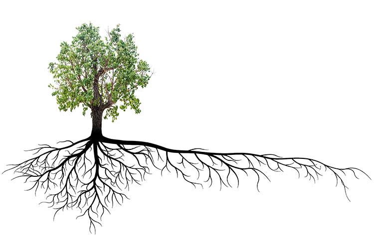 Tree and root system graphic