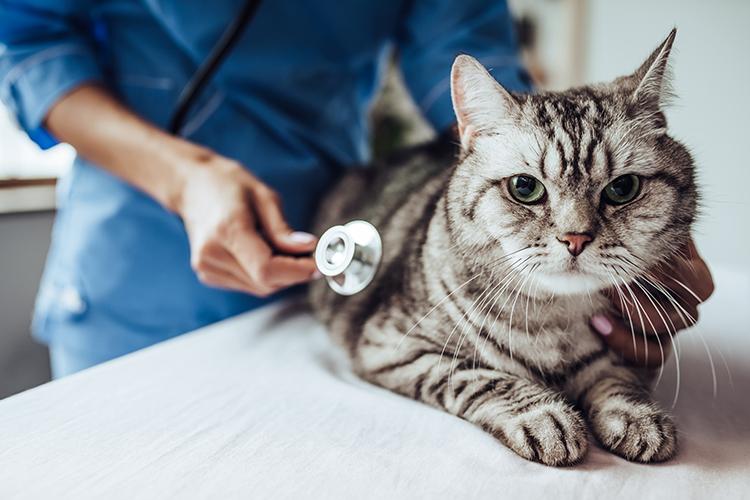 A veterinarian uses a stethoscope to listen to a cat's heart. Photo by Getty Images. 