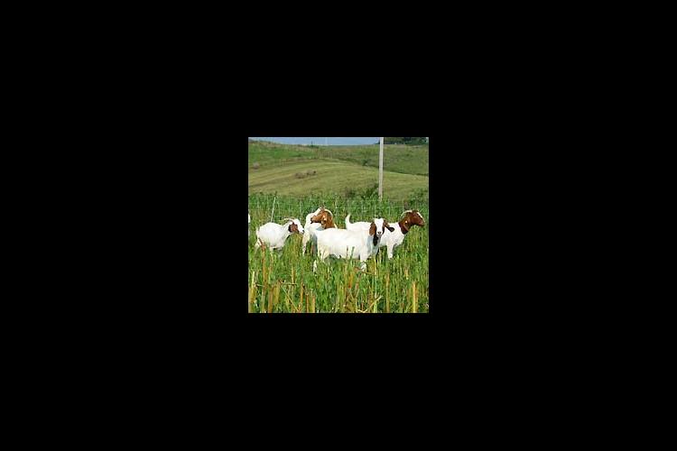 Goats graze Sorghum Sudan on Tim Burton's farm in Pulaski Co.