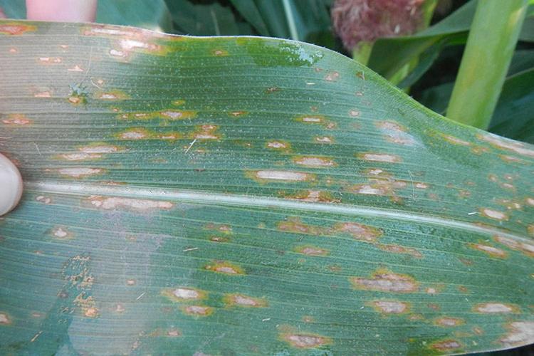 Foliar diseases like gray leaf spot (pictured here) commonly appear in corn during grain fill. Photo courtesy of Kiersten Wise, UK extension plant pathologist.