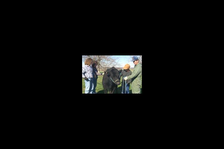 Brittany Wilkinson (far left) makes caring for her angus heifer, Lady, a family affair.