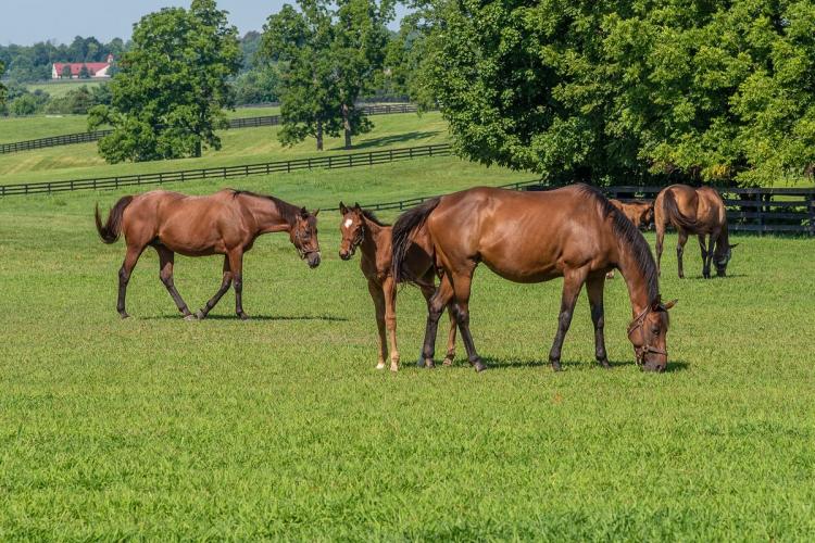 Horses graze on pasture at Mill Ridge farm. Photo by Jimmy Henning, UK extension forage specialist. 