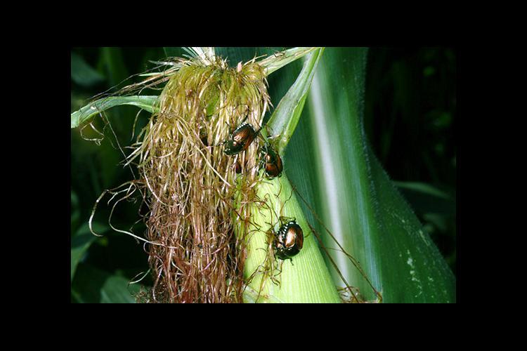Japanese beetles feeding on corn. Photo by Ric Bessin, UK extension entomologist