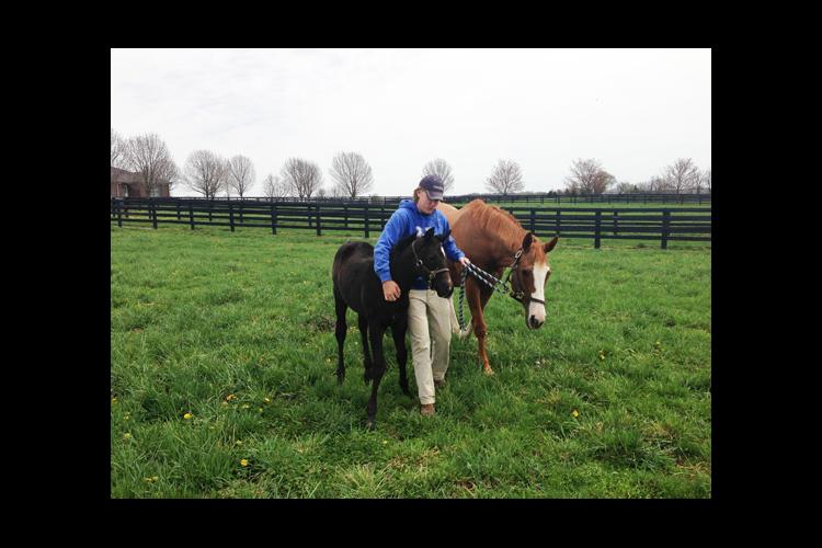 UK senior Jackson Buchanon works with horses during an internship, which is a requirement of students in the program.