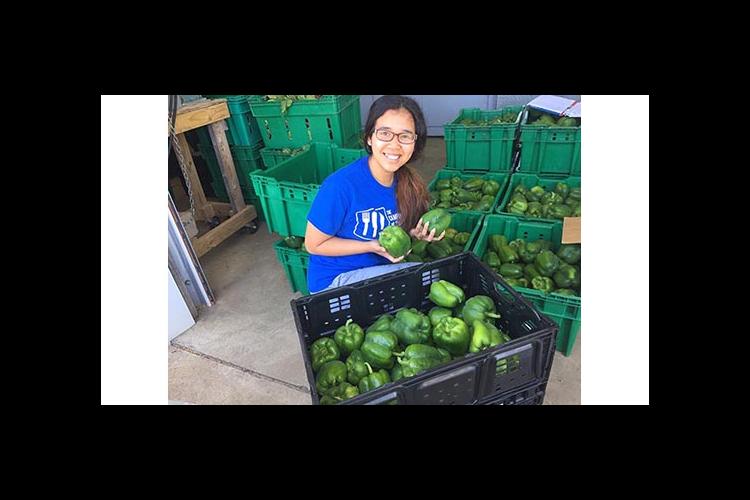 Kendra Oo inspects some gleaned produce during the summer of 2016. 