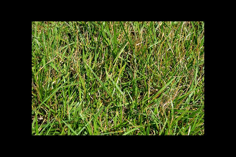 UK to host tall fescue pasture renovation News