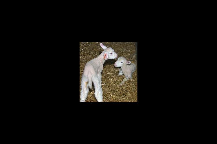 Lambs born in 2002 at the UK Animal Research Center in Woodford County.