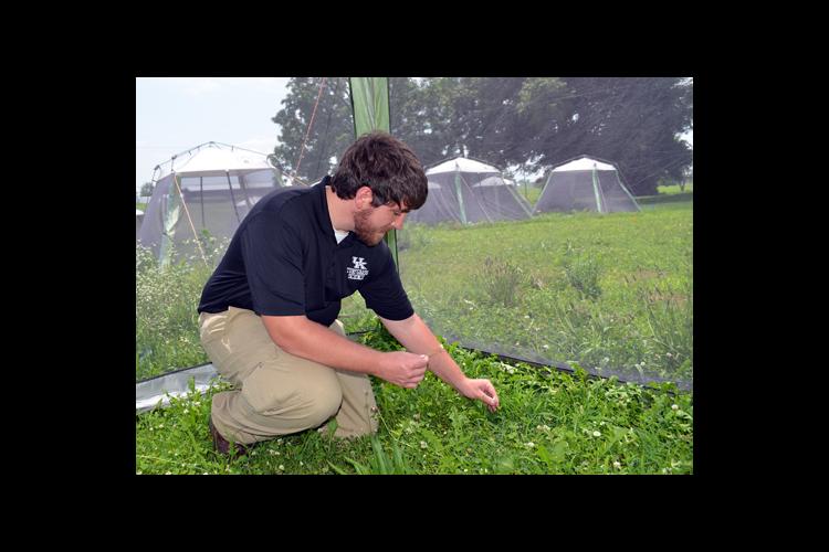 UK doctoral student Jonathan Larson collects clover heads to determine if they've been affected by past insecticide use. 