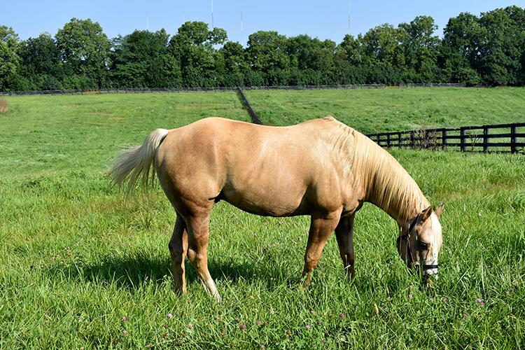 A horse grazes on a newly renovated pasture at Locust Trace AgriScience Center in Lexington. Photo by Katie Pratt, UK agricultural communications.
