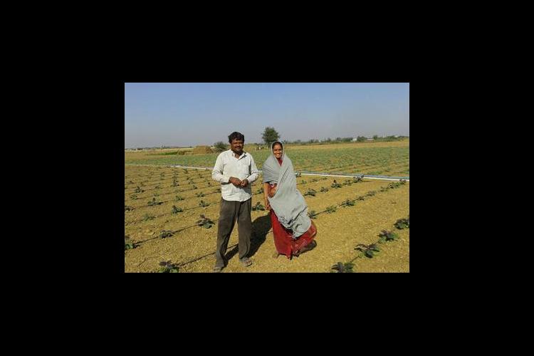 A farm family standing in their drip-irrigated field in Gujarat state, India (2014). They use a solar pump & gravity. 