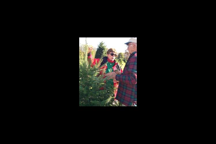 UK Extension Forestry Specialist Deborah Hill discusses pruning Christmas Trees at Bill Moody's farm.