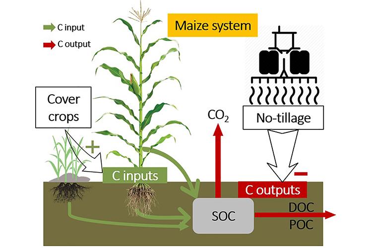 A graphic showing how cover crops and corn stover help keep carbon in the ground. Photo courtesy of Ren lab. 